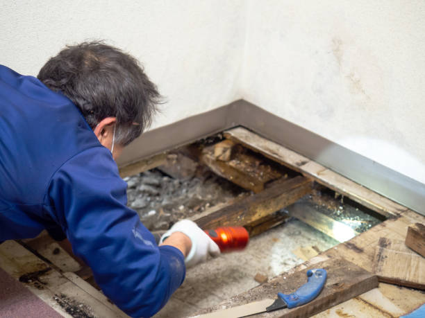 Best Black Mold Remediation in Covelo, CA