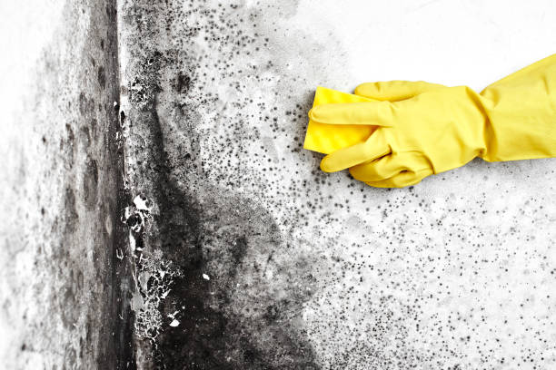 Best Residential Mold Remediation in Covelo, CA