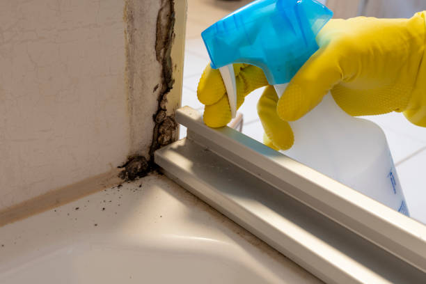 Best Localized Mold Remediation (e.g., coastal areas, humid climates) in Covelo, CA