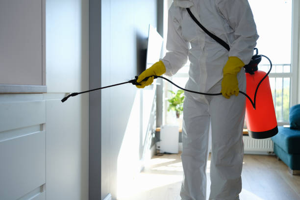 Best DIY Mold Remediation Support Services in Covelo, CA