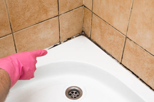 Covelo, CA Mold Remediation Company